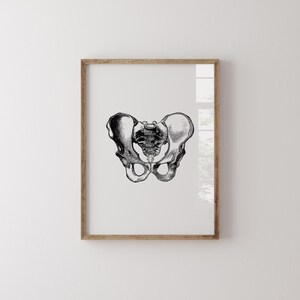 Hips Anatomy Print, Vintage Medical Wall Art (Digital Download) image 6