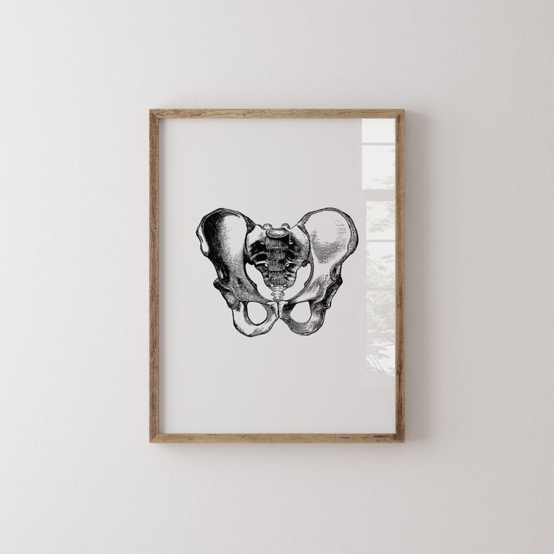 Hips Anatomy Print, Vintage Medical Wall Art (Digital Download) image 6