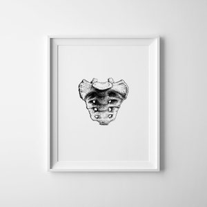 Vintage Anatomy Print, Sacrum Anatomy Art, Anatomical Poster, Chiropractic Wall Art, Med Student Gift, Spine Anatomy