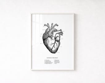 Educational Medical Art, Med Student Gift, Cardiologist Office Decor, Anatomy Digital Print