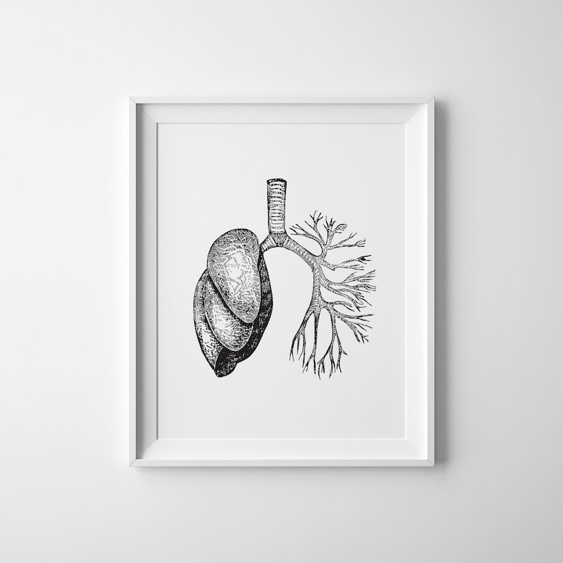 May include: Black and white line drawing of a human lung with the bronchial tubes branching out.