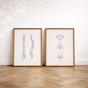 May include: Two framed prints featuring blue anatomical illustrations of the human spine. One print shows a full spine, the other shows cross-sections of vertebrae. The prints are in wooden frames, displayed against a white wall.