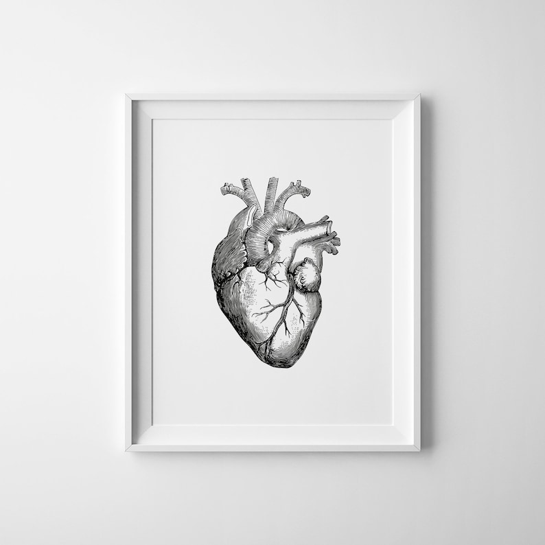 May include: A black and white anatomical illustration of a human heart. The heart is depicted in detail, showing the chambers, valves, and major blood vessels.