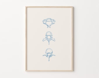 Cervical, Thoracic, Lumbar Vertebra Printable Wall Art, Medical Vintage Illustration (Digital Download)