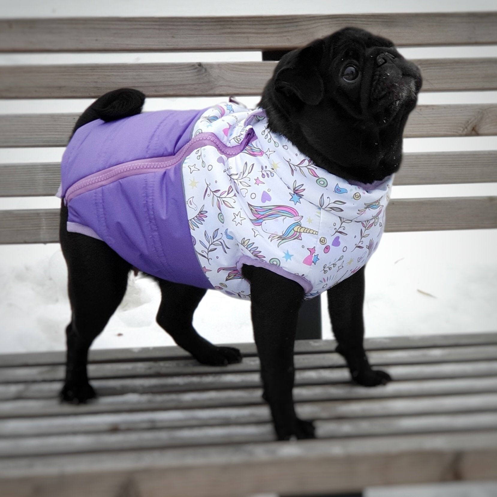 purple dog jacket