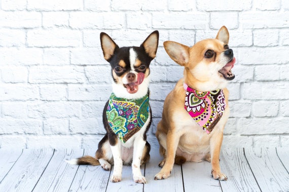 paisley dog bandana