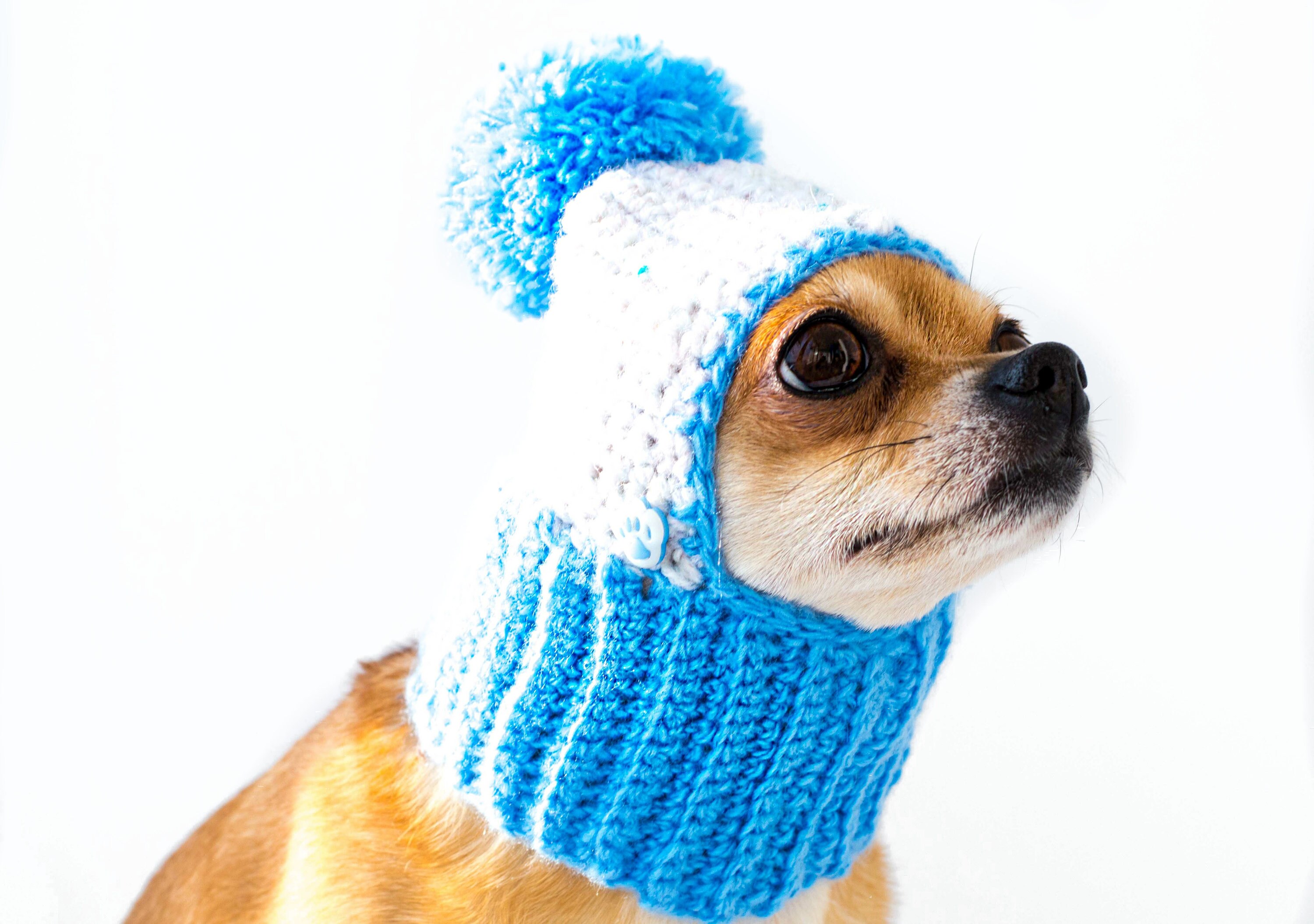 Knitted Dog Hat Blue crochet dog hat with scarf Winter dog Etsy