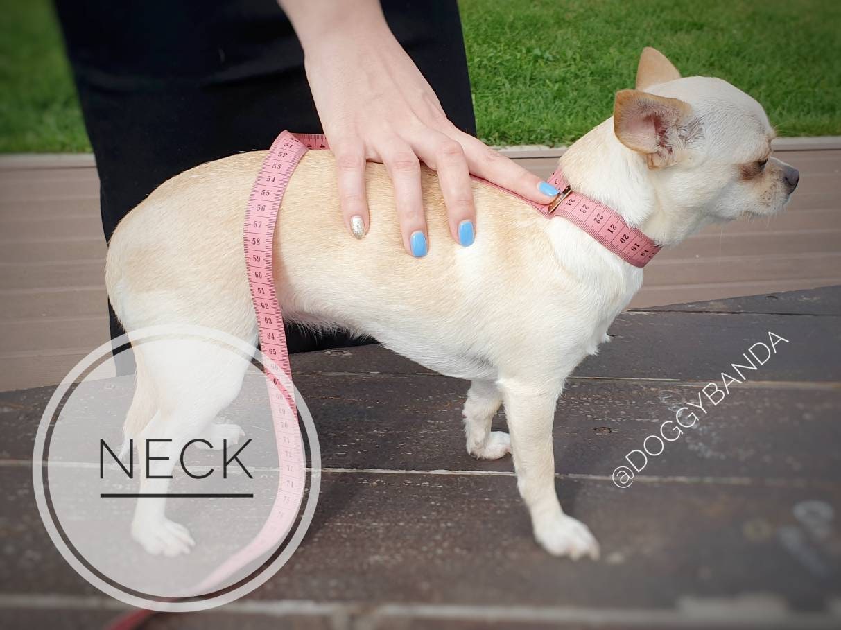 Donut dog collar Food dog collar Funny dog collar for Etsy