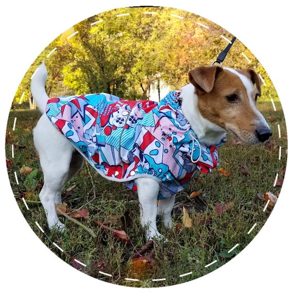 pitbull dog with chain