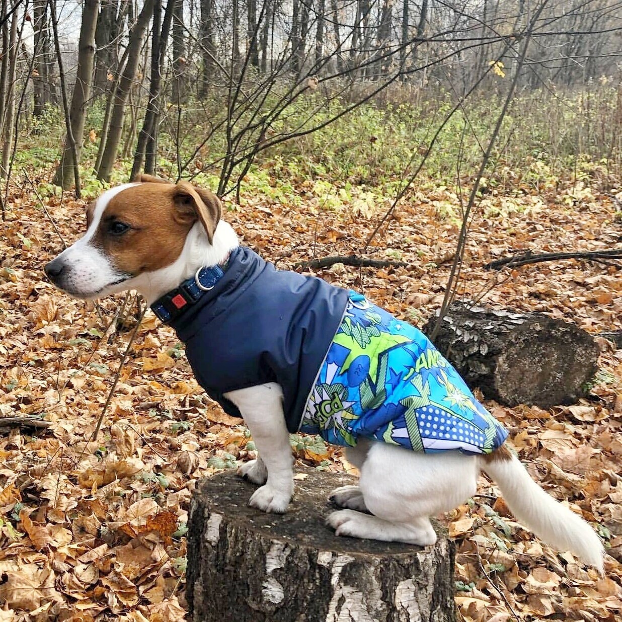 custom dog jacket