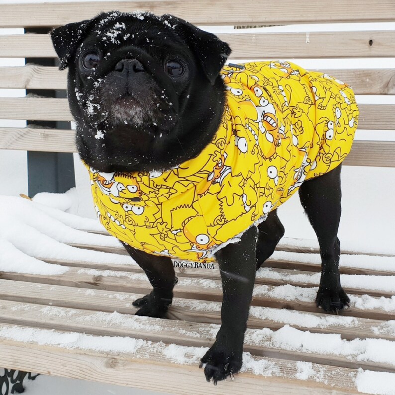 yellow dog jacket