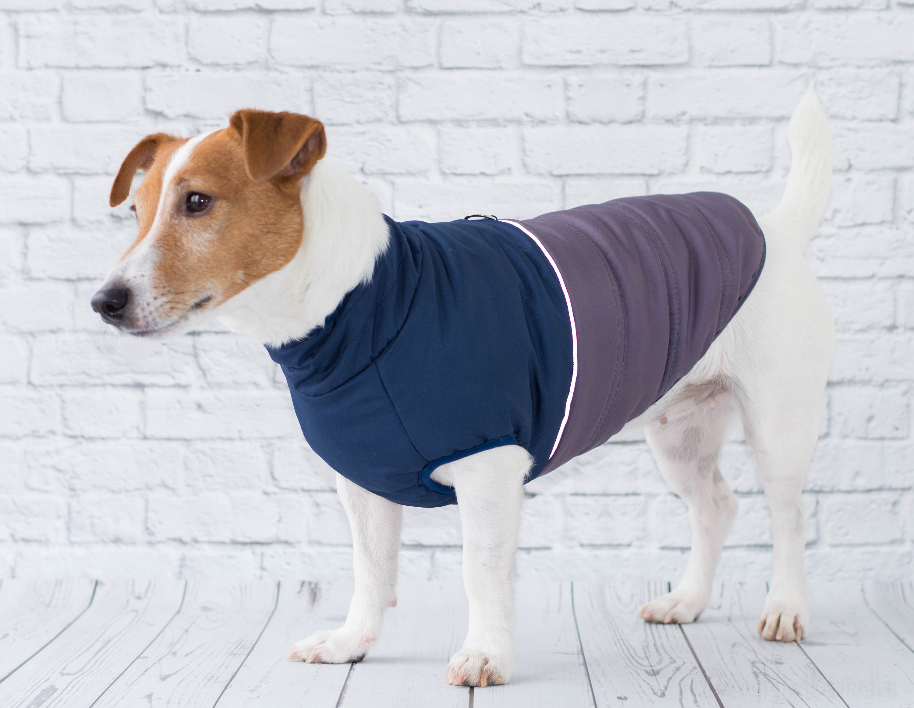 jack russell jacket