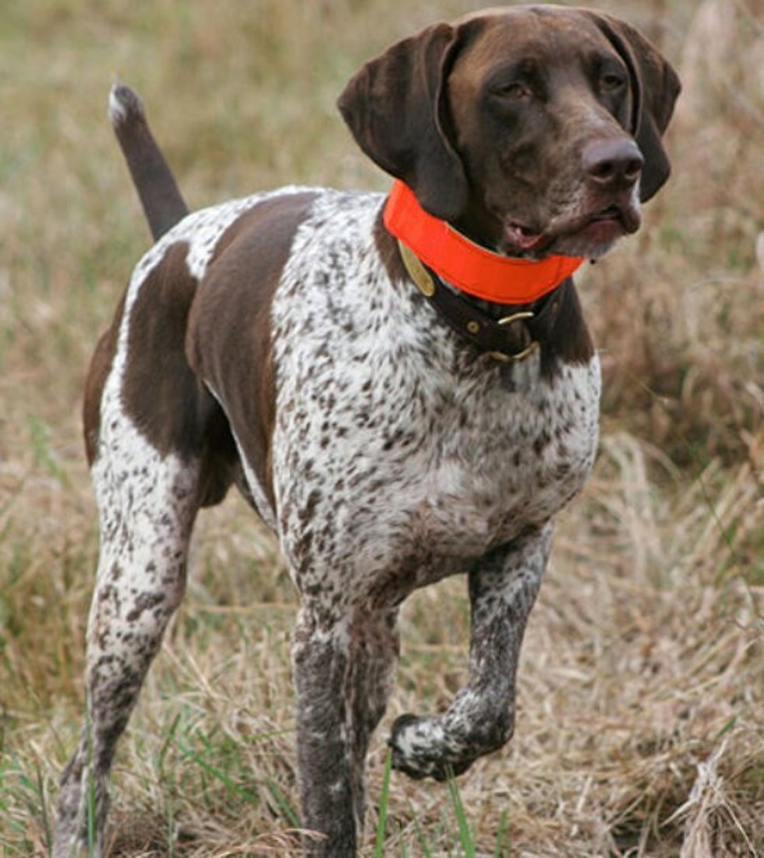 Dog Training Toy Retrieving Toy for Dog Practice Fetch Toy Hunting Dog