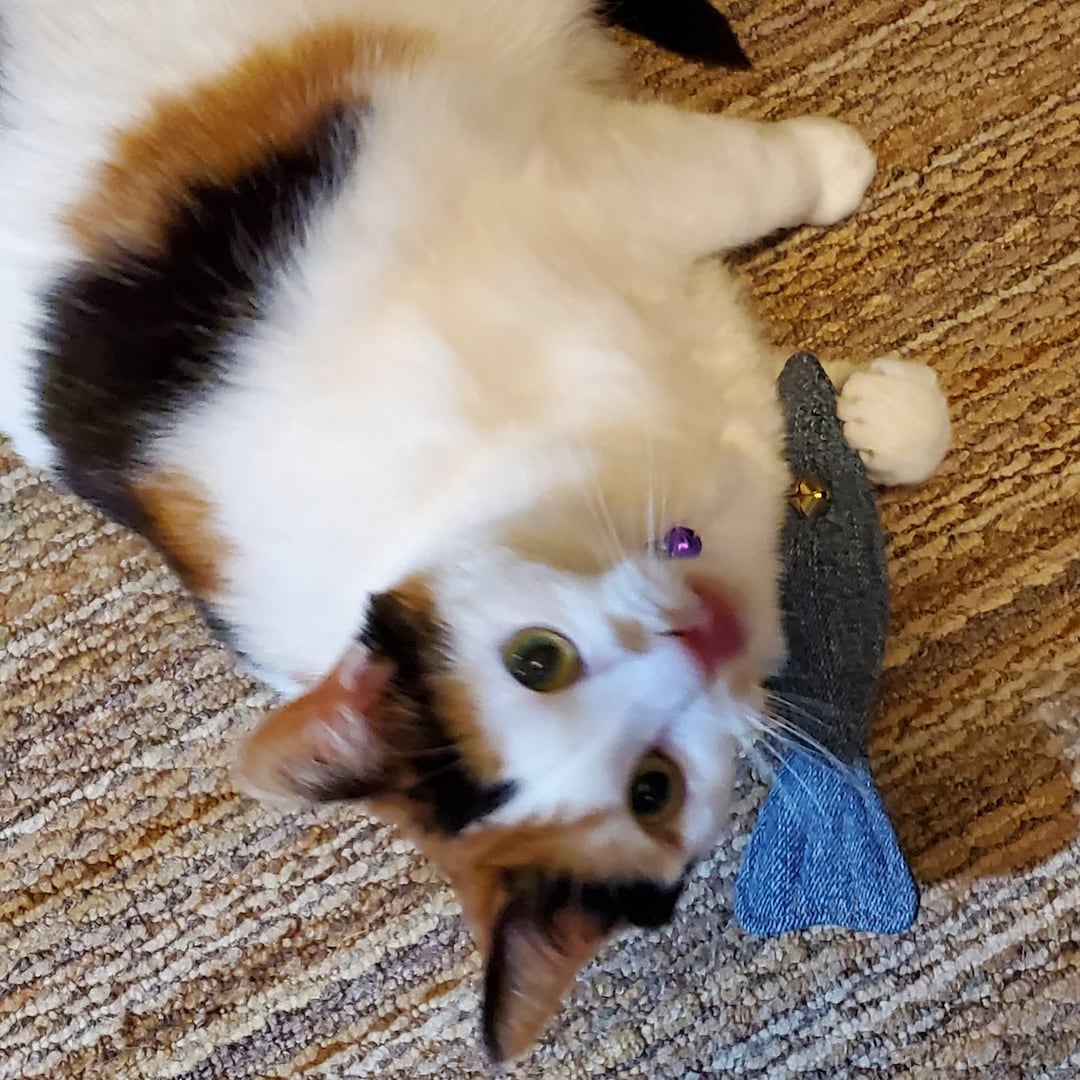 Best Cat Toy Active Cats Best Catnip Toy Cat Fish Toy Organic Catnip ...