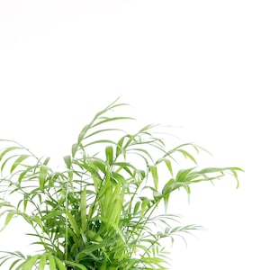 May include: A potted green parlor palm plant with long, slender leaves in a black plastic pot.
