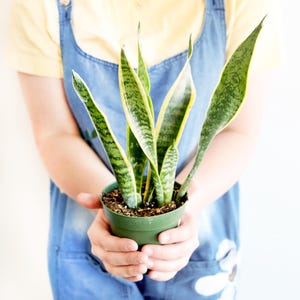 Variegated Snake Plant |  houseplant | live snake plant | easy care | low light | air purifying | beginner friendly | drought tolerant