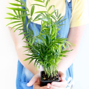 May include: A person holding a small potted plant with green leaves. The plant is in a black plastic pot. The person is wearing a yellow shirt and blue overalls.