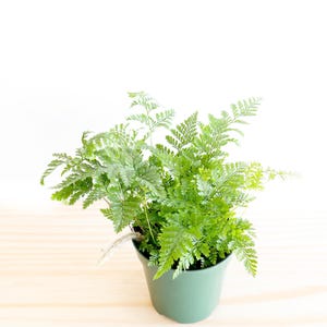 Rabbit&#39;s Foot Fern Plant |  houseplant | live fern | easy care plant | pet friendly plant | indoor fern | low light | air purifying plant