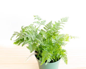 Rabbit&#39;s Foot Fern Plant |  houseplant | live fern | easy care plant | pet friendly plant | indoor fern | low light | air purifying plant