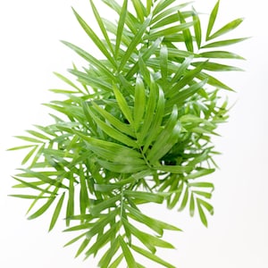 May include: A close-up of a green leafy plant with long, thin leaves. The plant is isolated against a white background.