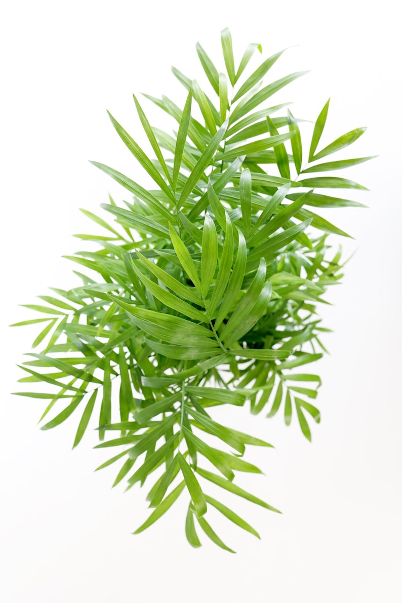 May include: A close-up of a green leafy plant with long, thin leaves. The plant is isolated against a white background.