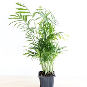Parlor Palm Plant |  houseplant | live palm | easy care | pet friendly | air purifying | low light | indoor plant | tropical palm plant