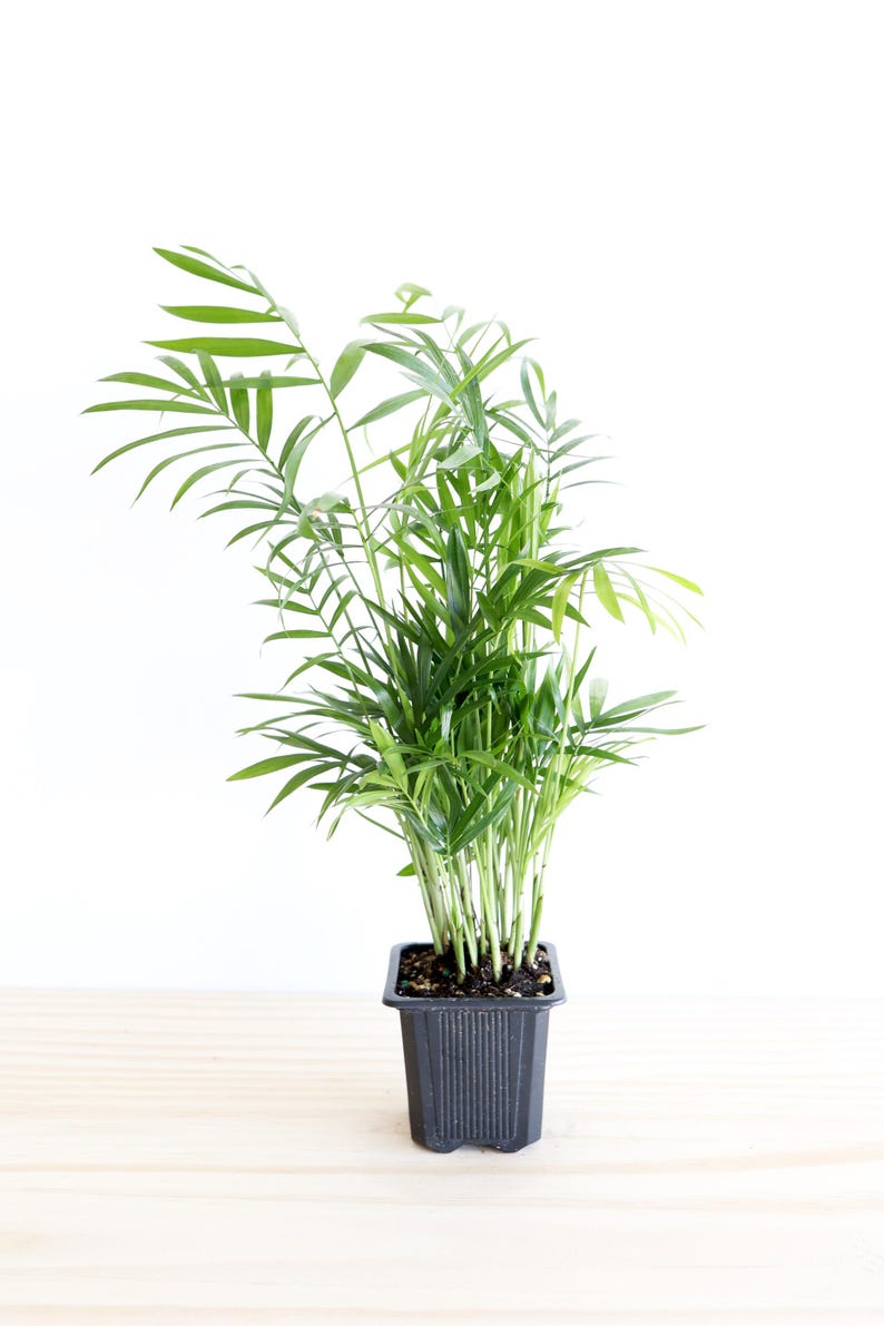 May include: A potted green parlor palm plant in a black plastic pot. The plant is on a light wood surface.