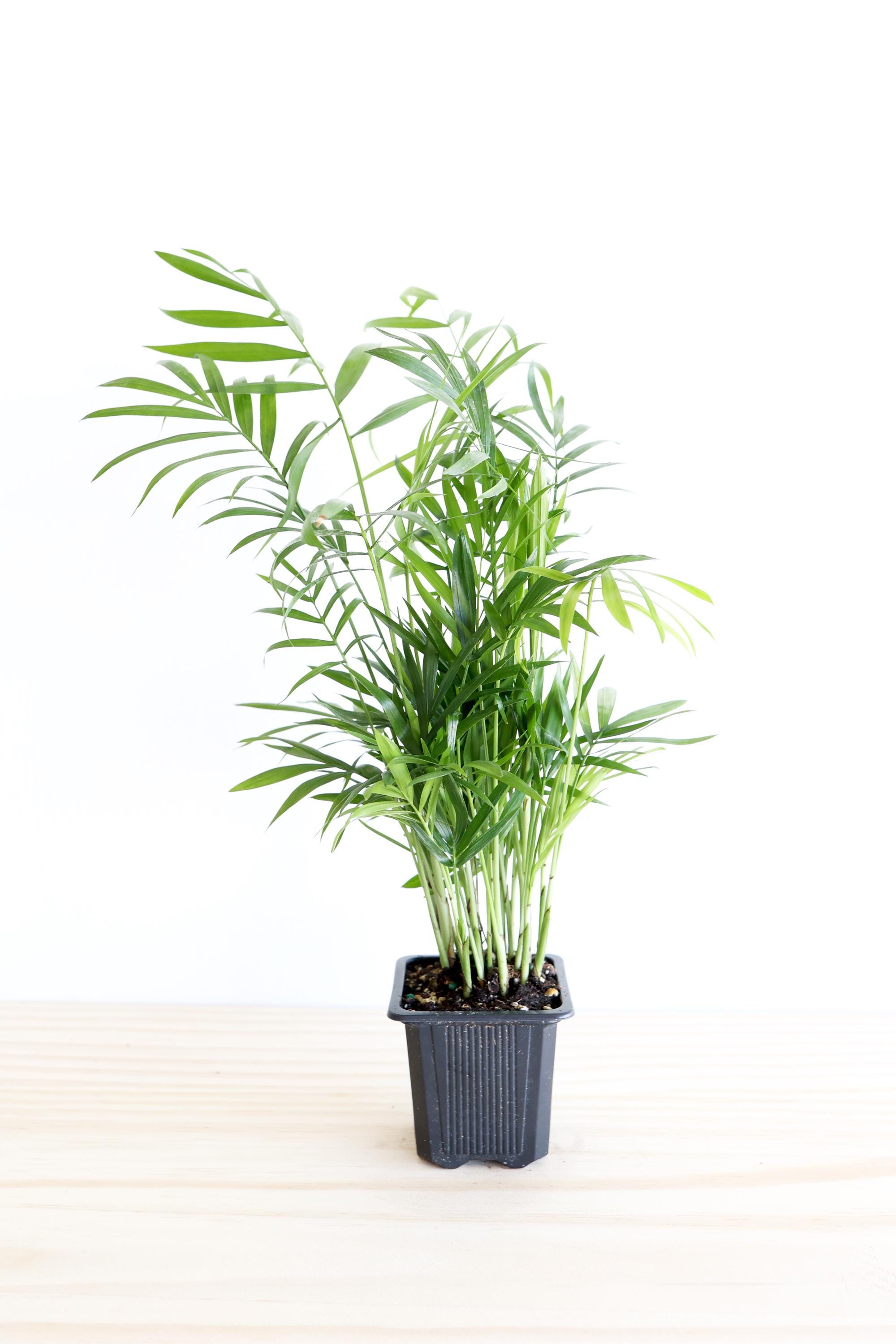 Parlor Palm Plant |  houseplant | live palm | easy care | pet friendly | air purifying | low light | indoor plant | tropical palm plant