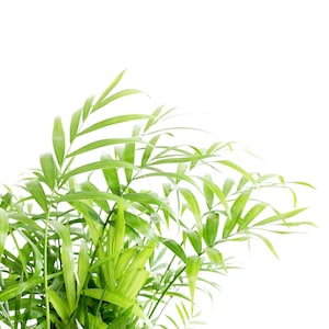 May include: A close-up of a green leafy plant with long, thin leaves. The plant is isolated against a white background.