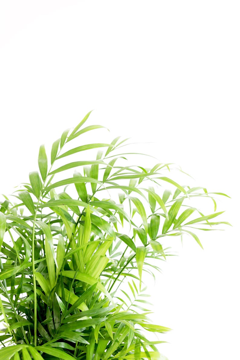 May include: A close-up of a green leafy plant with long, thin leaves. The plant is isolated against a white background.