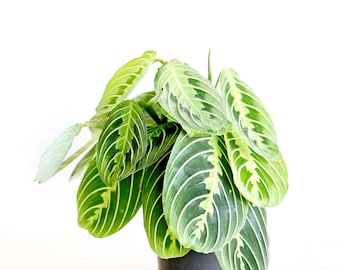 efeutute bestellen Efeutute Golden Pothos (Epipremnum aureum) – Classic Floral