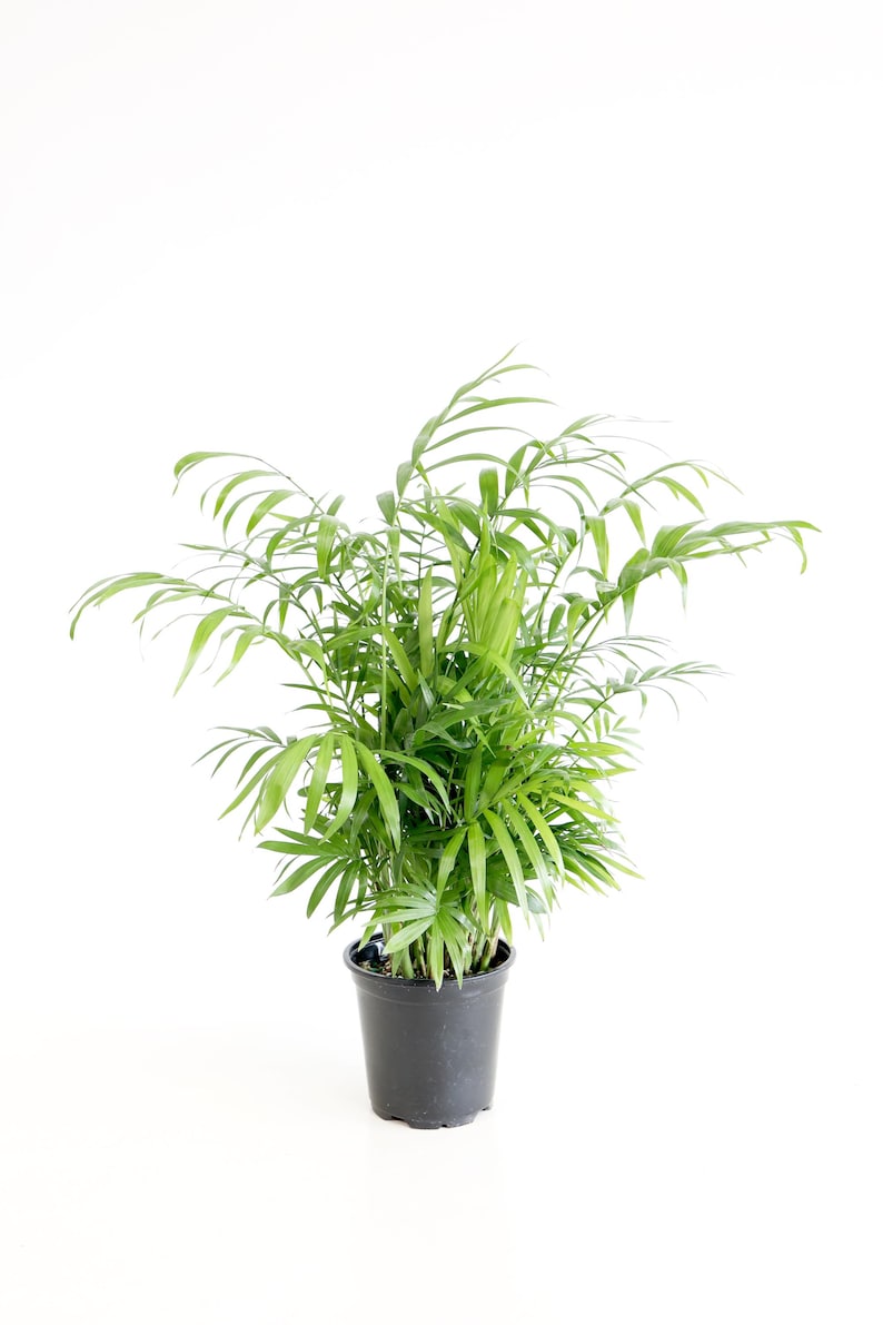 May include: A potted green parlor palm plant with long, slender leaves in a black plastic pot.