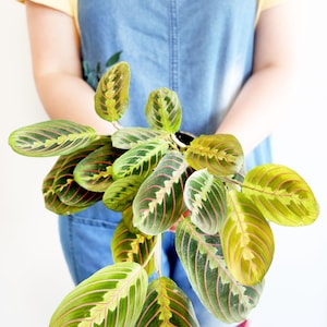 May include: A potted prayer plant with large, oval-shaped leaves. The leaves are a vibrant green with a pattern of red veins and lighter green and yellow accents. The plant is held against a blue denim background.