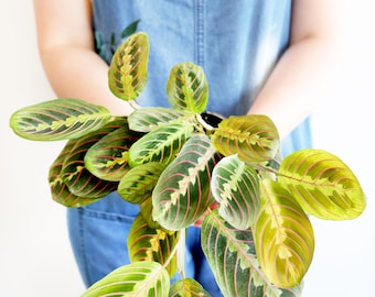 Red Maranta Prayer Plant |  houseplant | live prayer plant | easy care | pet friendly | air purifying | low light | tropical foliage