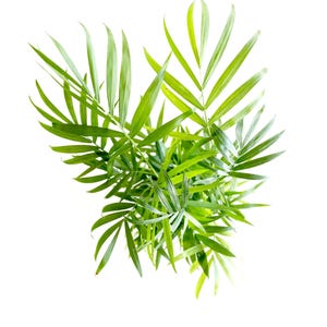 May include: A close-up of a green leafy plant with long, thin leaves. The plant is isolated against a white background.