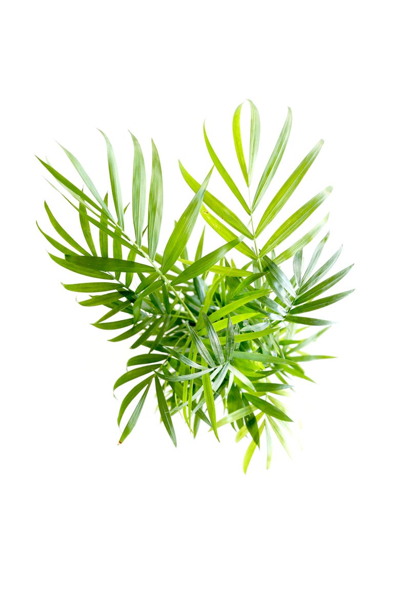 May include: A close-up of a green leafy plant with long, thin leaves. The plant is isolated against a white background.