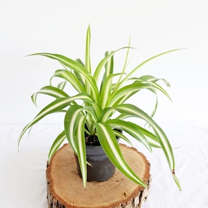 white plants for hanging baskets Lace Flower Vine main image 0