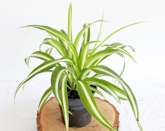 Spider Plant |  houseplant | live spider plant | easy care | beginner friendly | air purifying | pet friendly | bookshelf greenery