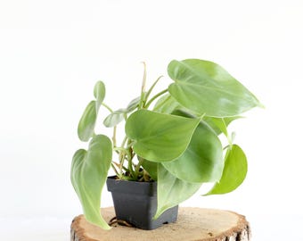 Heartleaf Philodendron Plant |  vine houseplant | live heartleaf | easy care | air purifying | low light | beginner friendly