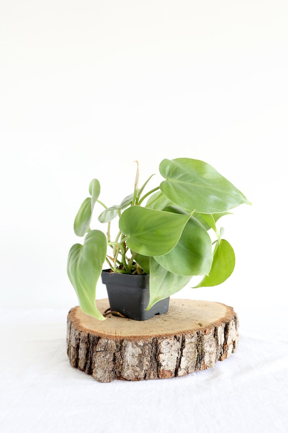 Heartleaf Philodendron Plant | Vine Houseplant | Live Heartleaf | Easy Care  | Air Purifying | Low Light | Beginner Friendly - Etsy
