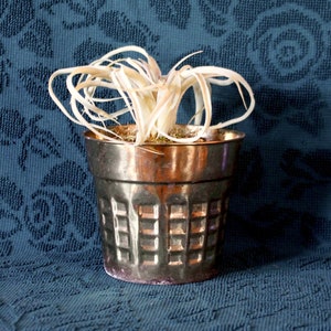 Puede incluir: Una pequeña planta de aire blanca y espinosa en una maceta de cobre con un diseño texturizado. La maceta está sobre una tela azul con un patrón floral.