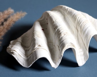 Natürliche Tridacna Riesenmuschel Schale - Große Muschel Schale Dekor