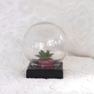 May include: A clear glass dome with a small green plant inside sits on a black square base. The dome is shaped like an egg.