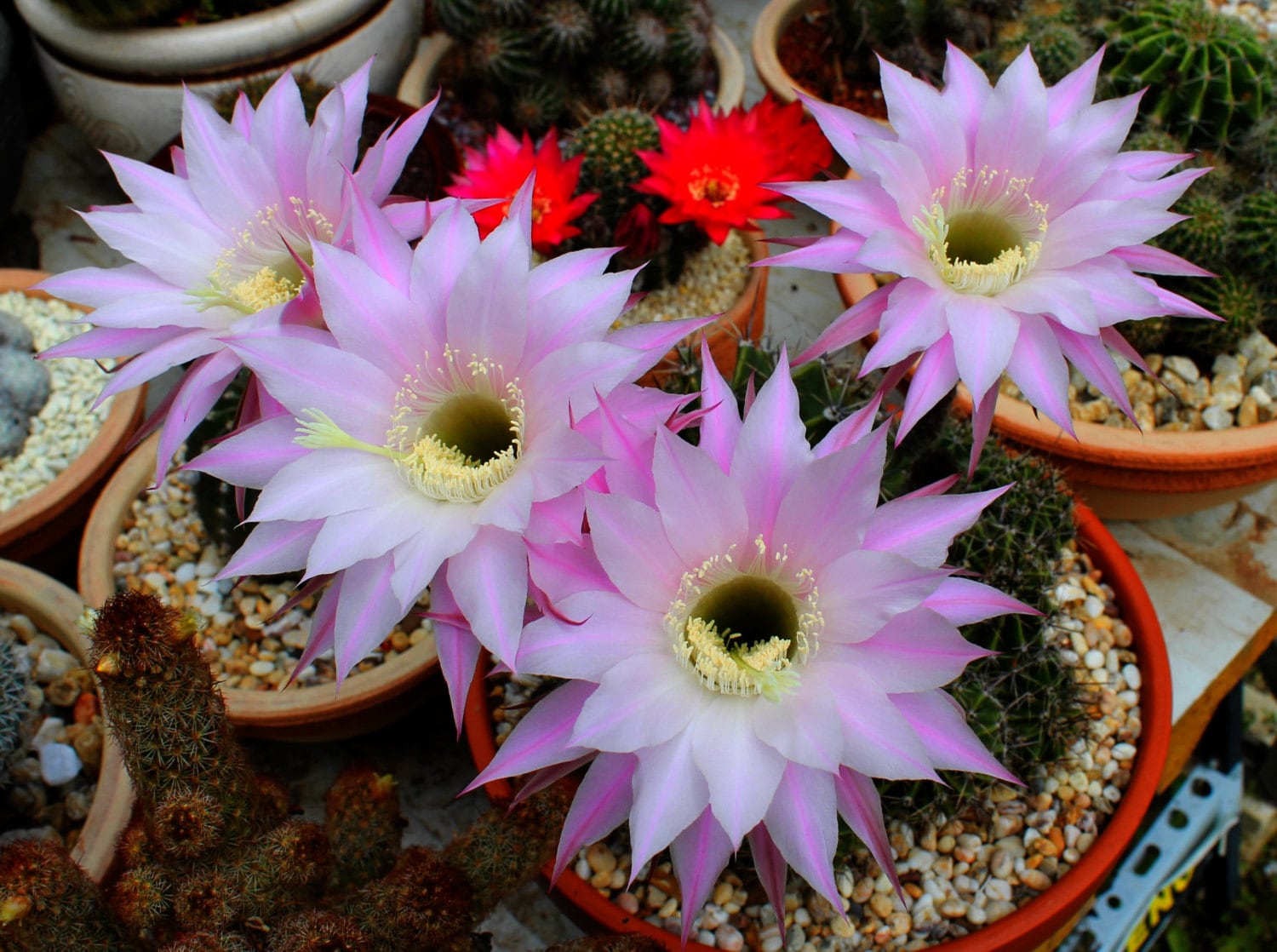 Cactus seeds 40 seeds Echinopsis pink flowers cacti succulent | Etsy