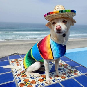 Op de afbeelding: Een kleine witte hond die een kleurrijk Mexicaans serape en een strooien sombrero draagt. De hond zit op een betegelde ondergrond met blauwe en witte ontwerpen.
