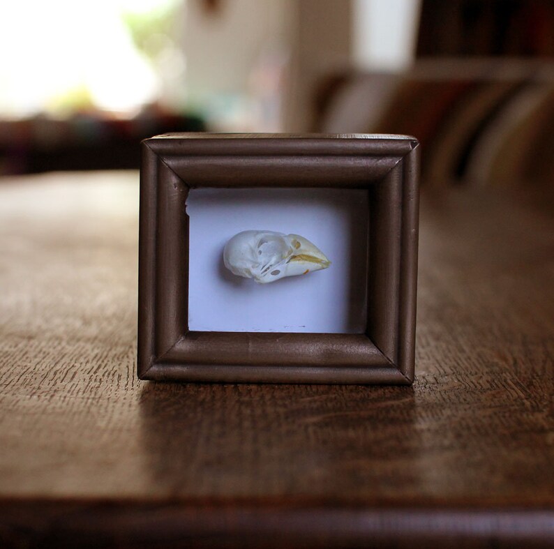 oddity curiosity Finch skull in bronze resin cast deep shaddow box