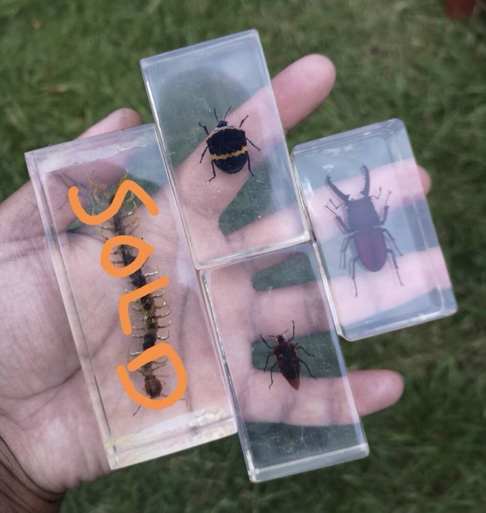 Preserved real bugs cast in resin entomology taxidermy Etsy
