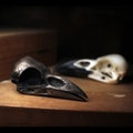 Raven skull cast in metal/resin - taxidermy - oddity - natural curiosity - corvid