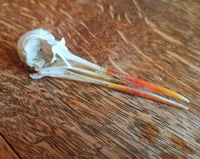 Real Oystercatcher Skull british Sea Bird Taxidermy Oddity Natural Curiosity Etsy