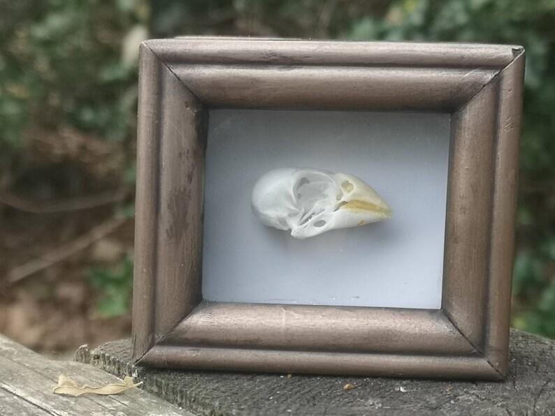 oddity curiosity Finch skull in bronze resin cast deep shaddow box